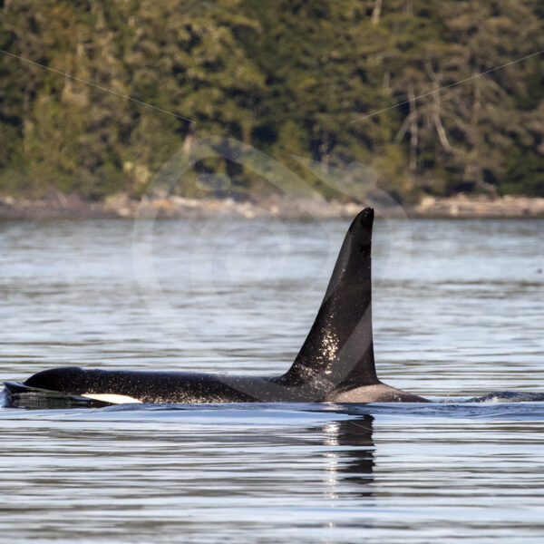 Male killer whale taking a breath - Nature Stock Photo Agency