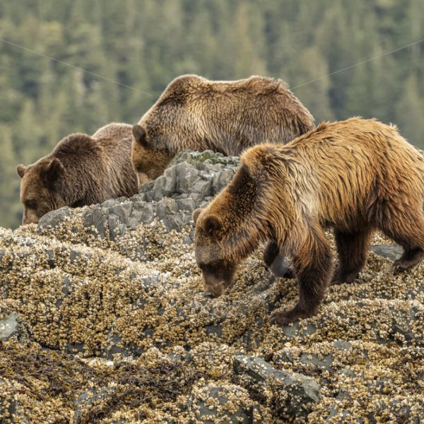 Mother bear with 2 youngsters - Nature Stock Photo Agency