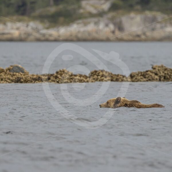 North american brown bear swimming in an inlet towards a small island, British Columbia - Nature Stock Photo Agency