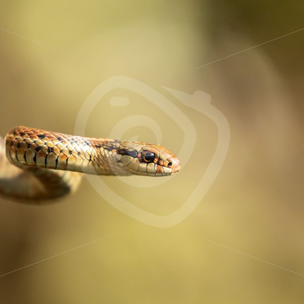Northwestern garter snake close up - Nature Stock Photo Agency