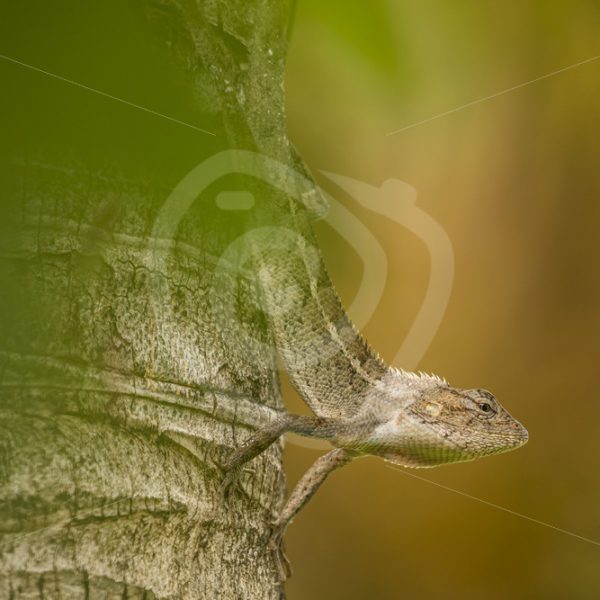 Oriental garden lizard hanging on a palm tree - Nature Stock Photo Agency