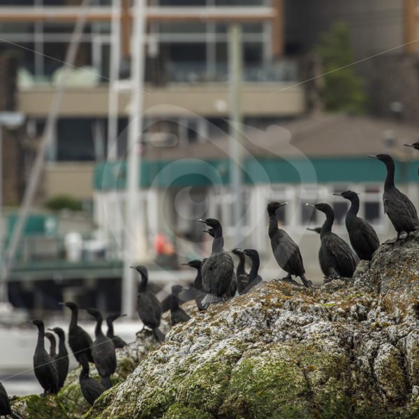 Pelagic cormorants colony in the harbour - Nature Stock Photo Agency
