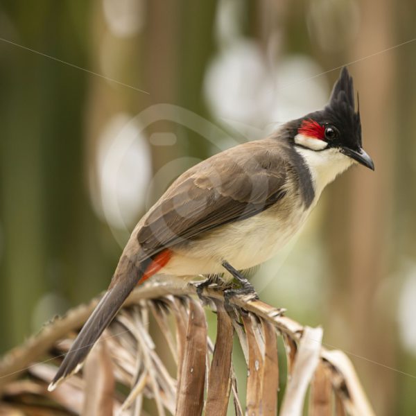 Red-whiskered Bulbul on a palm leaf - Nature Stock Photo Agency