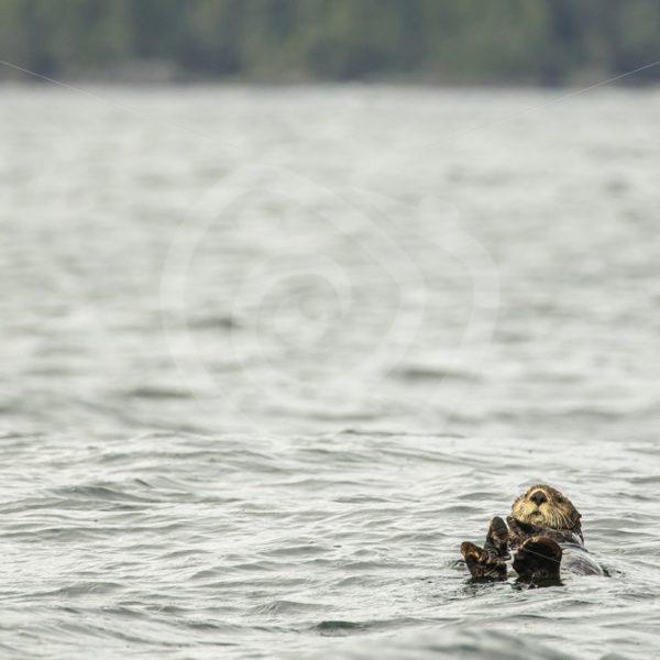 Sea otter hanging in the water - Nature Stock Photo Agency