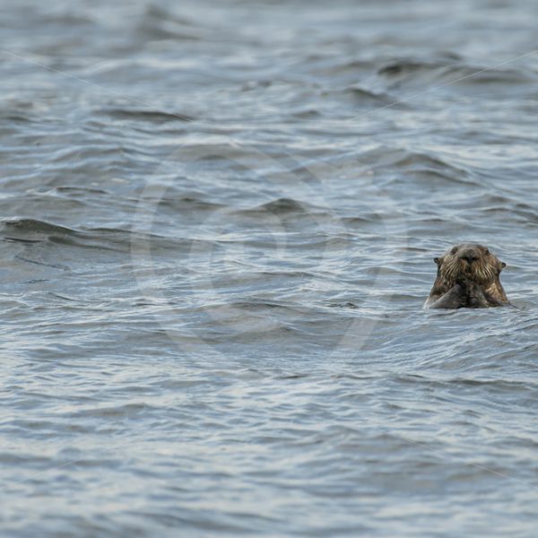 Sea otter having a look - Nature Stock Photo Agency
