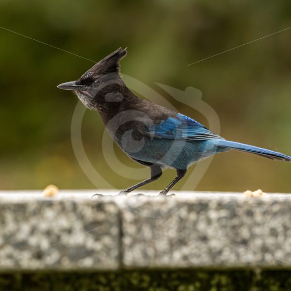 Steller’s Jay on picnic table - Nature Stock Photo Agency