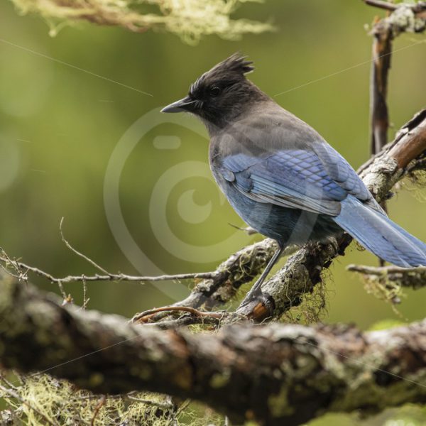 Steller’s Jay on the lookout for some food - Nature Stock Photo Agency