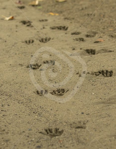 Tracks of a raccoon on a beach - Nature Stock Photo Agency