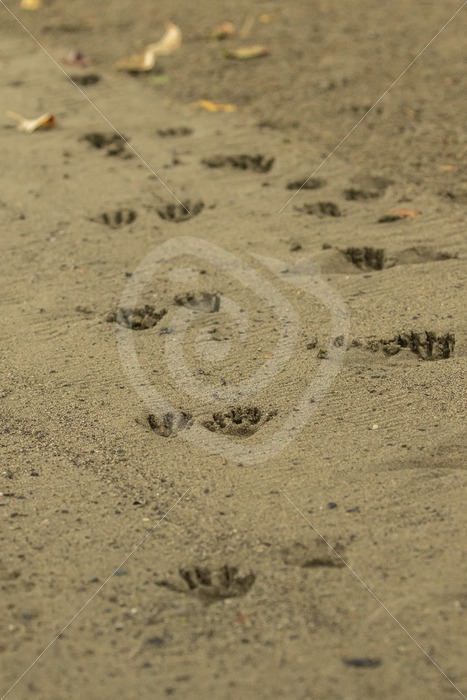 Tracks of a raccoon on a beach - Nature Stock Photo Agency