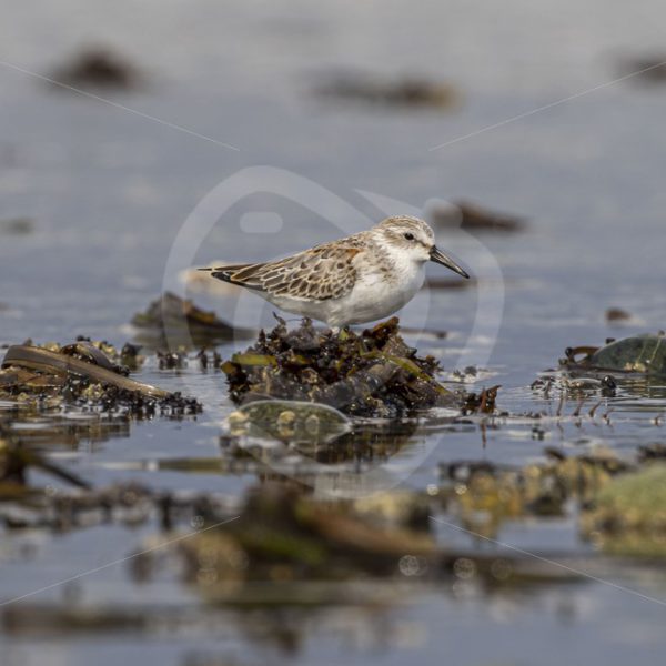 Western sandpiper near Tofino, Vancouver Island - Nature Stock Photo Agency