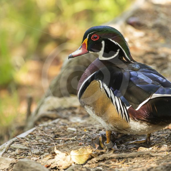 Wood duck on the shore - Nature Stock Photo Agency