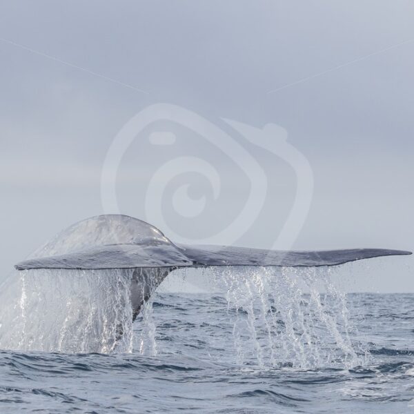 Blue whale fluke in the Azores - Nature Stock Photo Agency