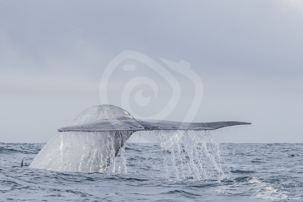 Blue whale fluke in the Azores - Nature Stock Photo Agency