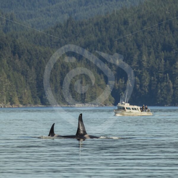 Killer whales in the knight inlet with passing boat - Nature Stock Photo Agency