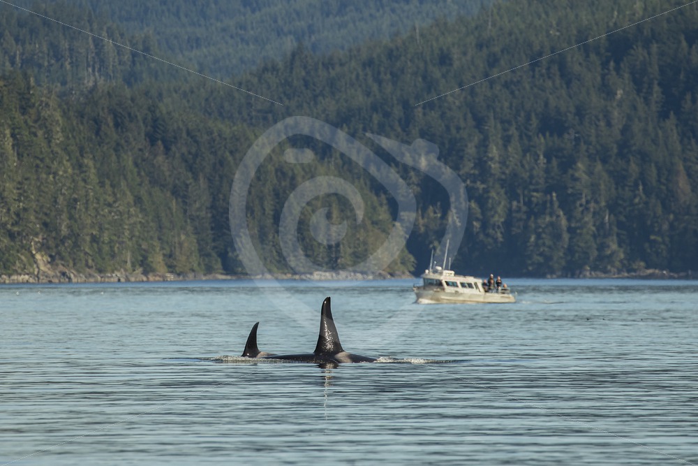 Killer whales in the knight inlet with passing boat - Nature Stock Photo Agency