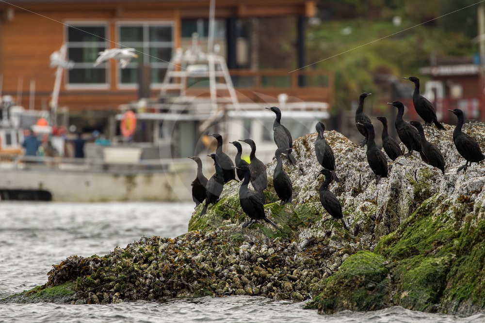 Pelagic cormorants in the harbor of Tofino - Nature Stock Photo Agency