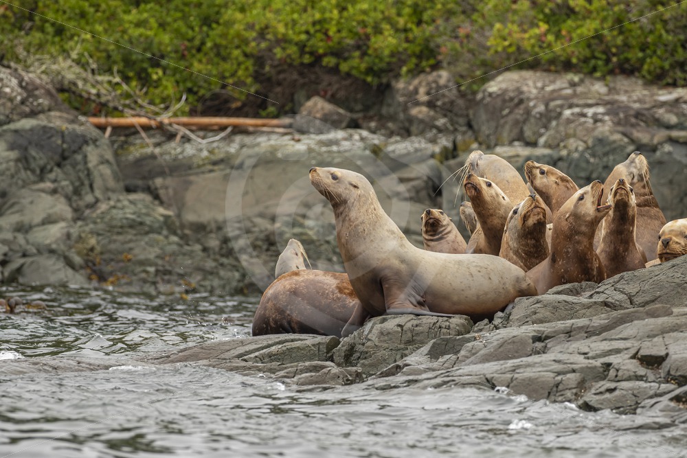 Steller’s sea lion on the rocky shore near alert bay - Nature Stock Photo Agency