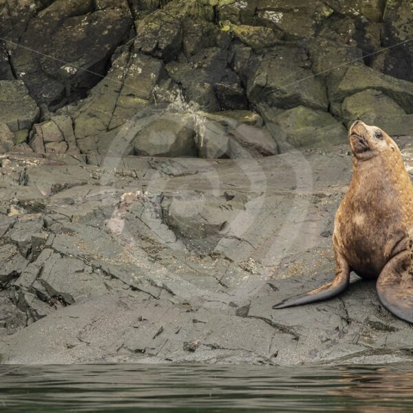 Steller’s sea lion on the shore - Nature Stock Photo Agency