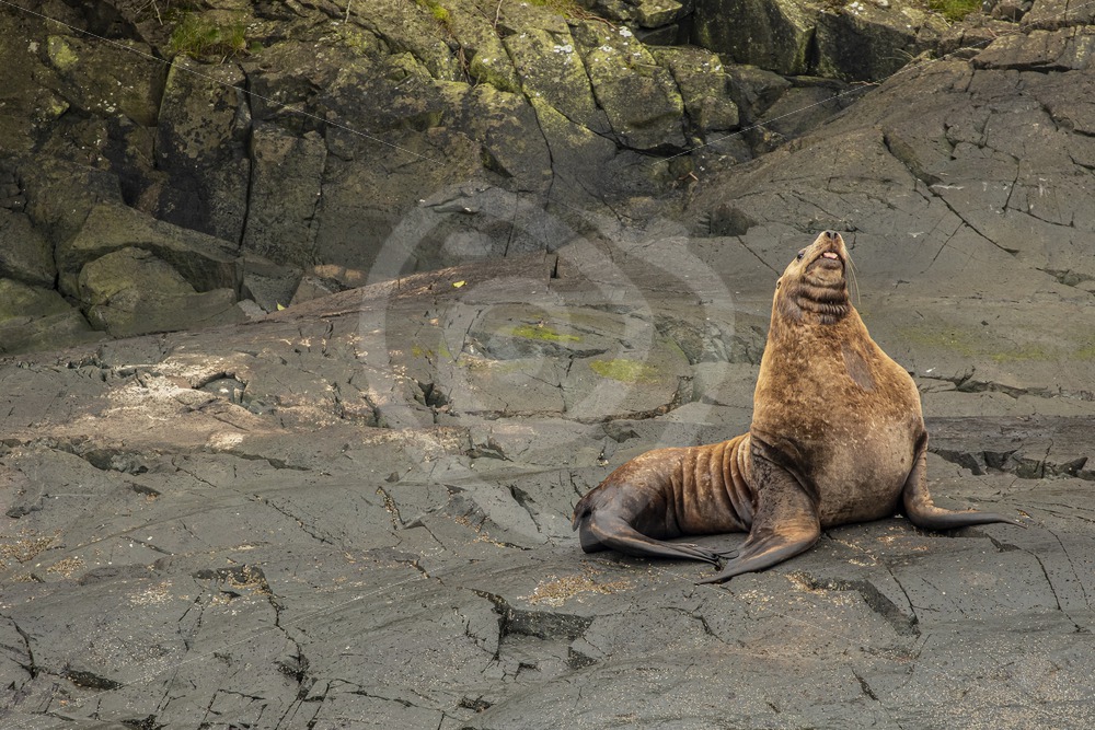 Steller’s sea lion resting on the rocky shore - Nature Stock Photo Agency