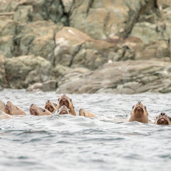 Steller’s sea lions in the water - Nature Stock Photo Agency
