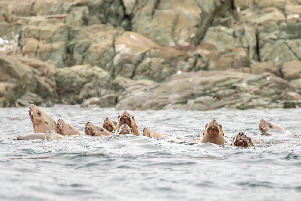 Steller’s sea lions in the water - Nature Stock Photo Agency
