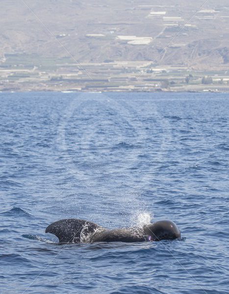Areal view of Tenerife with short-finned pilot whale - Nature Stock Photo Agency
