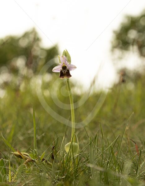 Bee orchid in the mineral rich fields of Viroinval, Belgium - Nature Stock Photo Agency