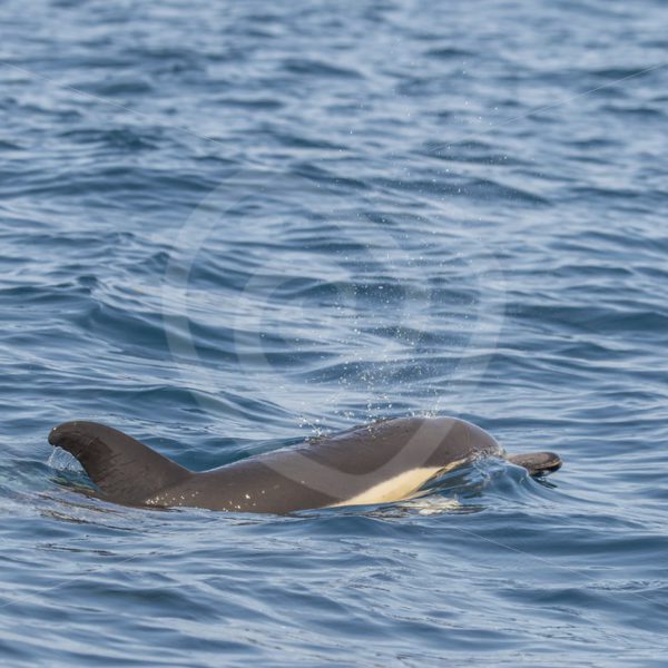Common dolphin near the island of Pico, Azores - Nature Stock Photo Agency