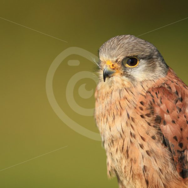 Common kestrel portrait - Nature Stock Photo Agency