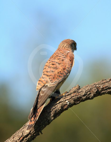 European kestrel overlooking the meadow - Nature Stock Photo Agency