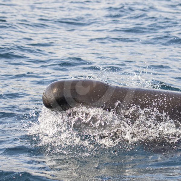 False killer whale taking a breath while passing - Nature Stock Photo Agency