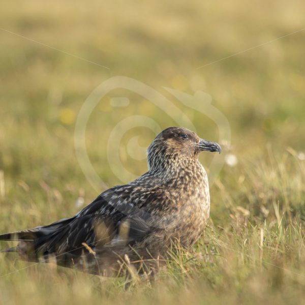 Great skua in the field - Nature Stock Photo Agency