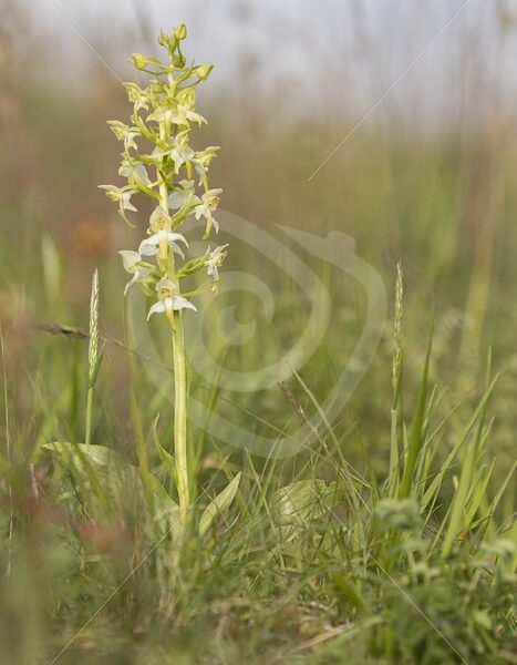 Greater butterfly-orchid in the field - Nature Stock Photo Agency