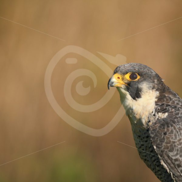 Peregrine falcon portrait - Nature Stock Photo Agency