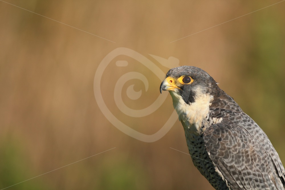Peregrine falcon portrait - Nature Stock Photo Agency