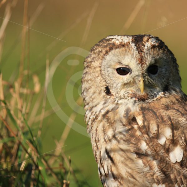 Tawny owl portrait in the field - Nature Stock Photo Agency