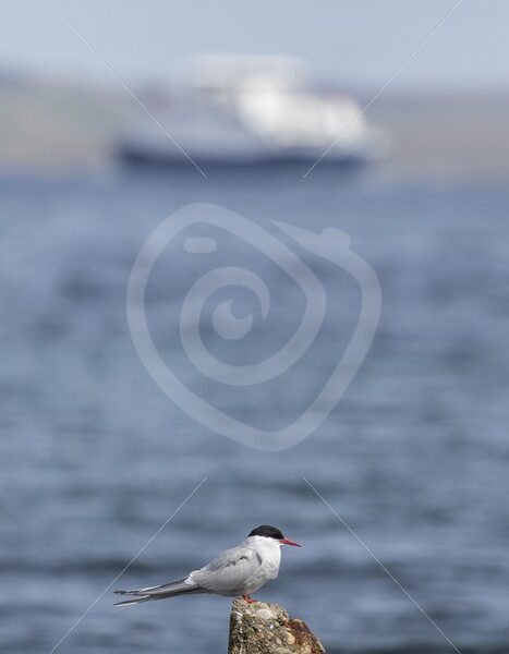 Arctic tern overlooking the harbor with ferry - Nature Stock Photo Agency