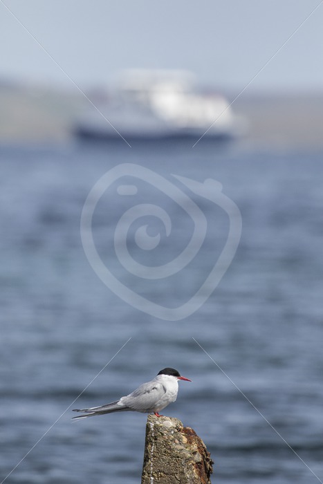Arctic tern overlooking the harbor with ferry - Nature Stock Photo Agency