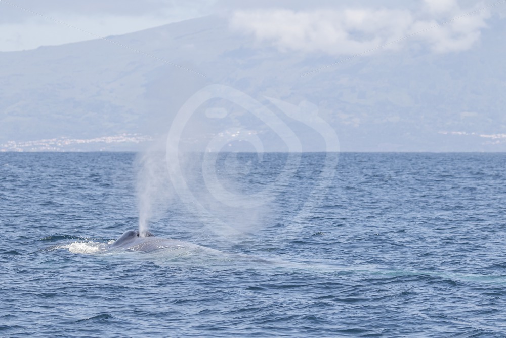 Blue whale (Balaenoptera musculus) in the water near Lajos de Pico, Portugal - Nature Stock Photo Agency