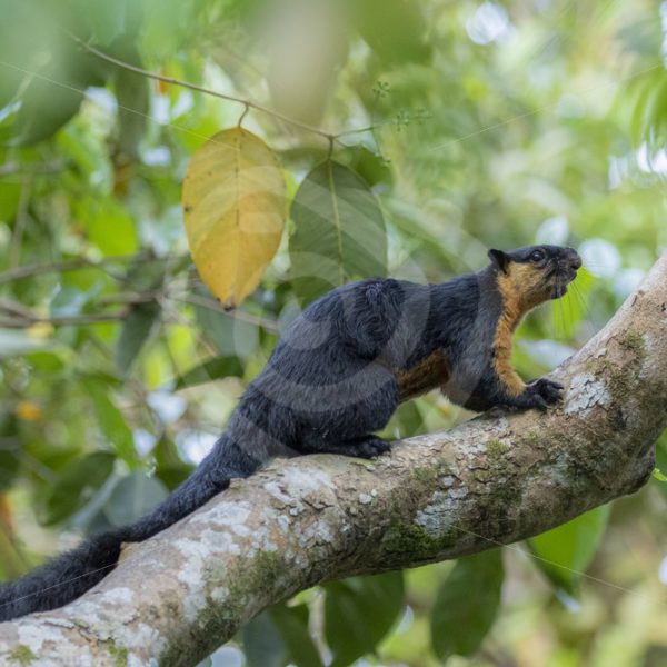 Asian black giant squirrel running in the canopy - Nature Stock Photo Agency