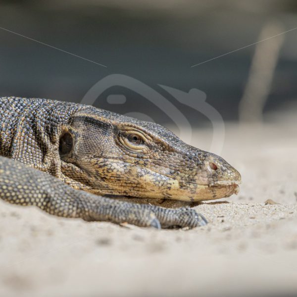 Asian monitor lizard lying on the sand - Nature Stock Photo Agency
