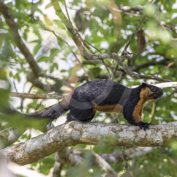 Black giant squirrel walking in the canopy - Nature Stock Photo Agency
