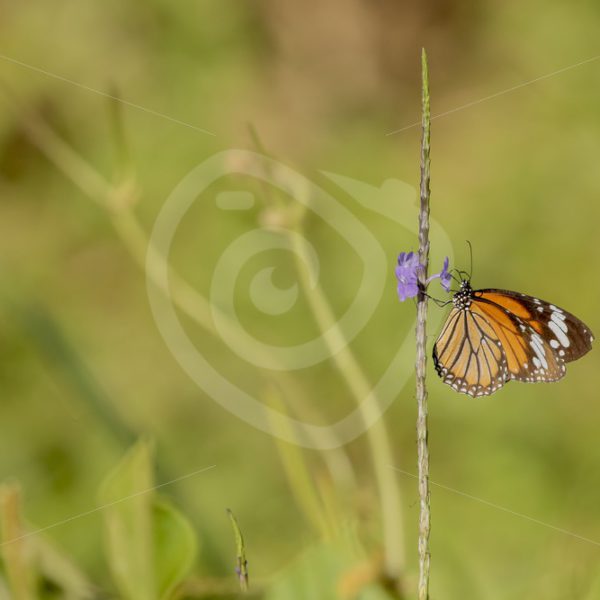 Common Asian tiger butterfly catching some sun - Nature Stock Photo Agency