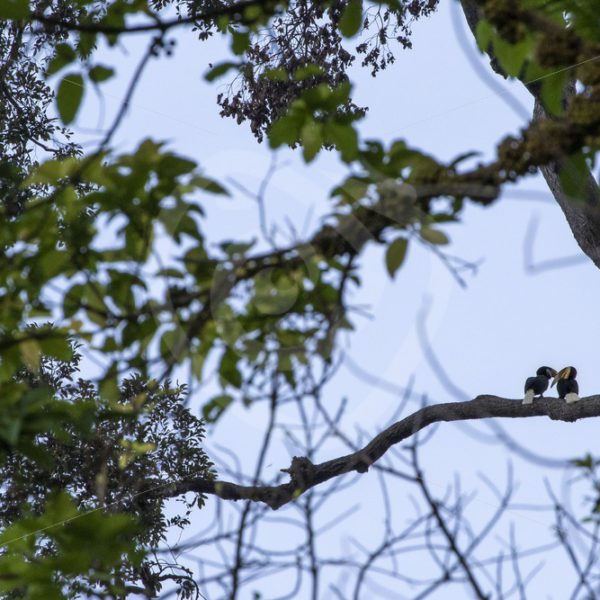 Couple of wreathed hornbills in their habitat - Nature Stock Photo Agency