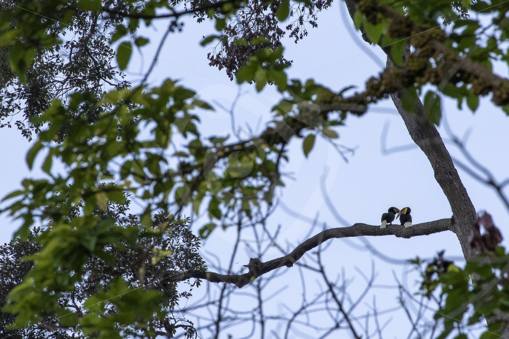 Couple of wreathed hornbills in their habitat - Nature Stock Photo Agency
