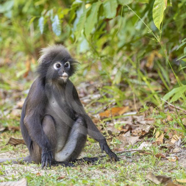 Dusky Leaf monkey sitting on the ground - Nature Stock Photo Agency