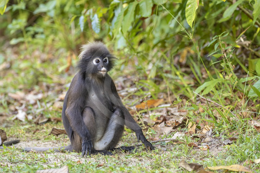 Dusky Leaf monkey sitting on the ground - Nature Stock Photo Agency