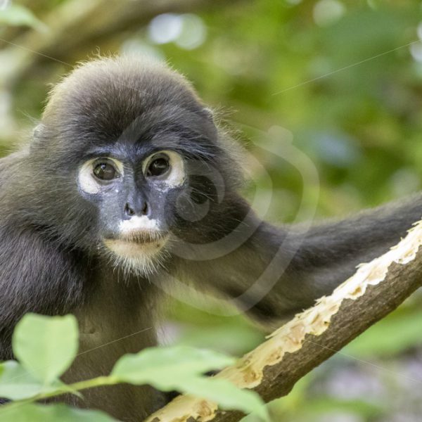 Dusky leaf monkey eating bark - Nature Stock Photo Agency