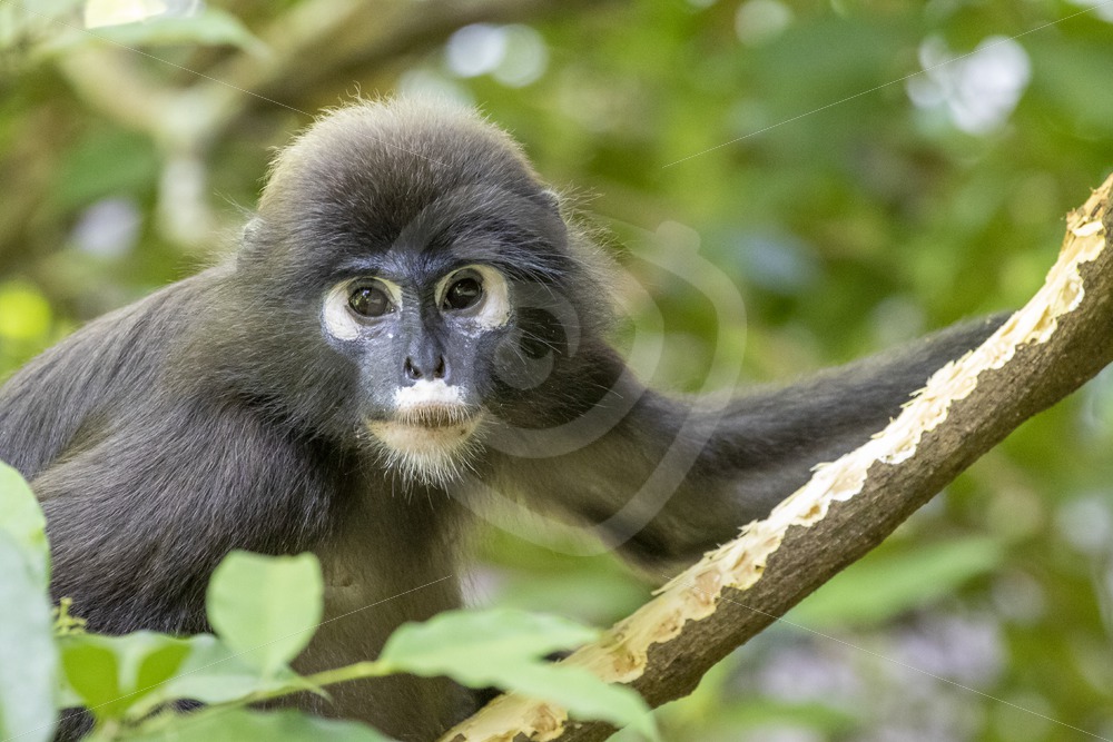 Dusky leaf monkey eating bark - Nature Stock Photo Agency