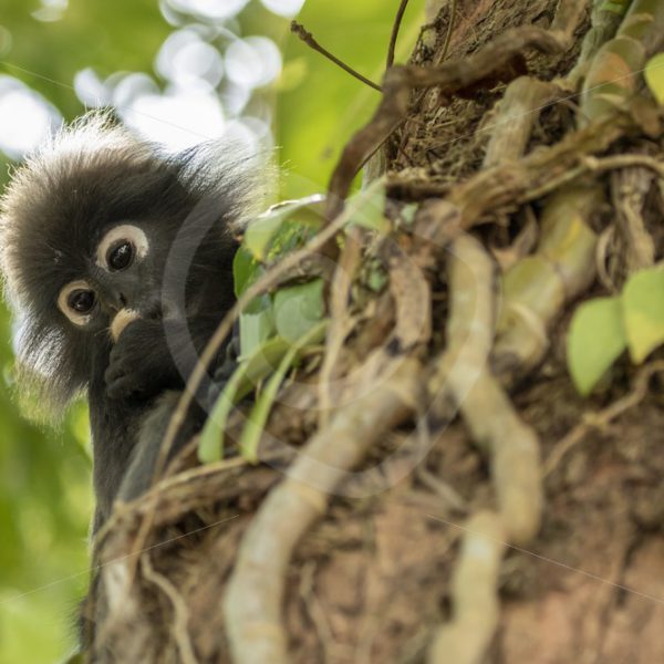 Dusky leaf monkey looking from behind a tree trunk - Nature Stock Photo Agency